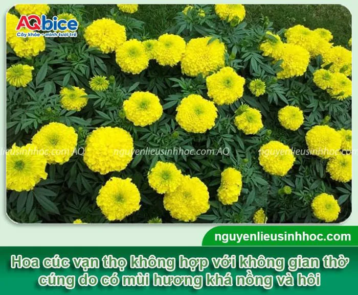 cac-loai-hoa-cam-ky-khong-cam-ban-tho-2