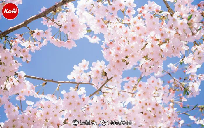 Ý nghĩa biểu tượng hoa anh đào Sakura Nhật Bản