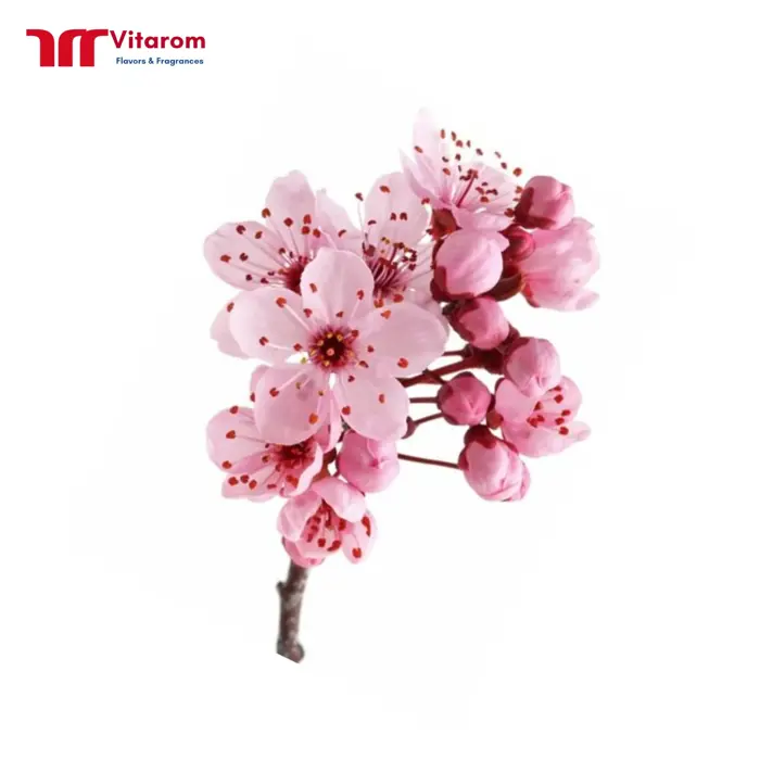 Chất tạo mùi Hương Hoa Anh Đào đậm vị theo yêu cầu