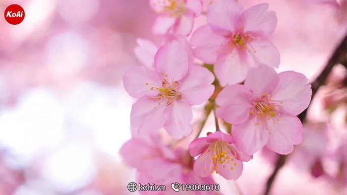 Ý nghĩa biểu tượng hoa anh đào Sakura Nhật Bản