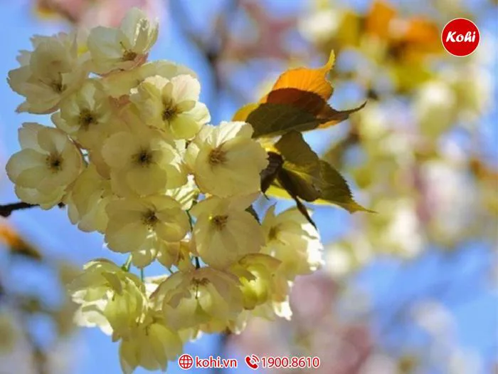Ý nghĩa biểu tượng hoa anh đào Sakura Nhật Bản