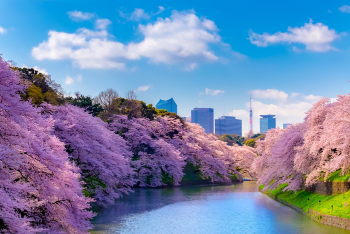Top 10+ địa điểm ngắm hoa anh đào ở Tokyo khiến bạn mê mẩn