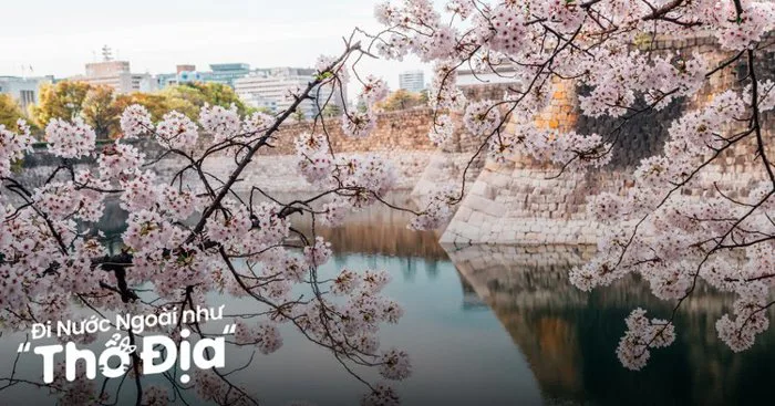 Đi Osaka Ngắm Hoa Anh Đào: 20 Điểm Đến & Lịch Nở Hoa 2025 - Klook Blog