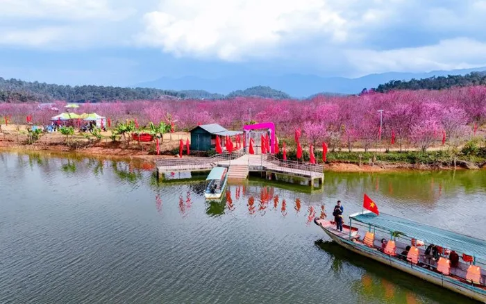 Đến đảo hoa anh đào ở Điện Biên - hồng rực sắc Xuân