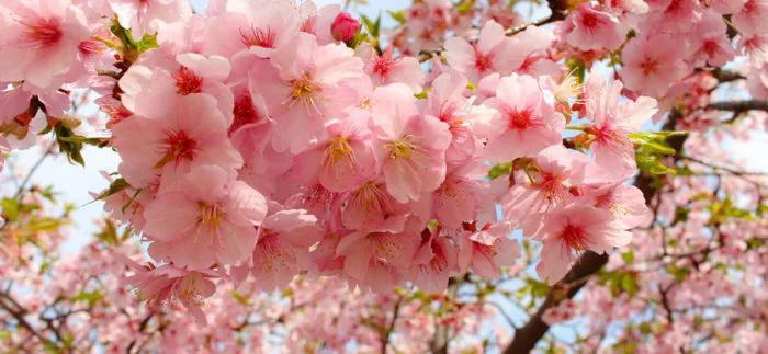 cây giống hoa anh đào nhật bản nhập khẩu - Công Ty TNHH Trúc Vũ Farm