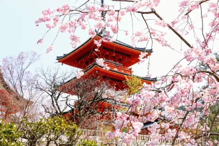 Top 15 địa điểm Ngắm Hoa Anh đào ở Kyoto | Nippon Travel