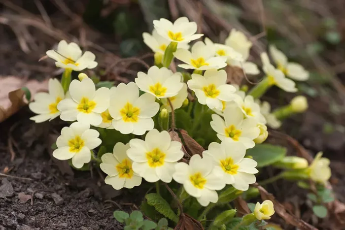 Hoa Anh Thảo (Primrose) Là Gì? Đặc Điểm, Ý Nghĩa & Cách Trồng