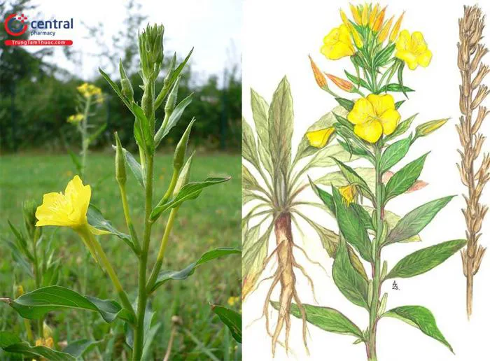 Cây Hoa anh thảo (Oenothera biennis L.) - Chống lão hóa, chăm sóc sức khỏe  và sắc đẹp