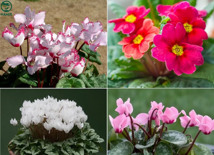 Cách trồng hoa anh thảo - Cây phát triển, hoa đẹp mê mẩn