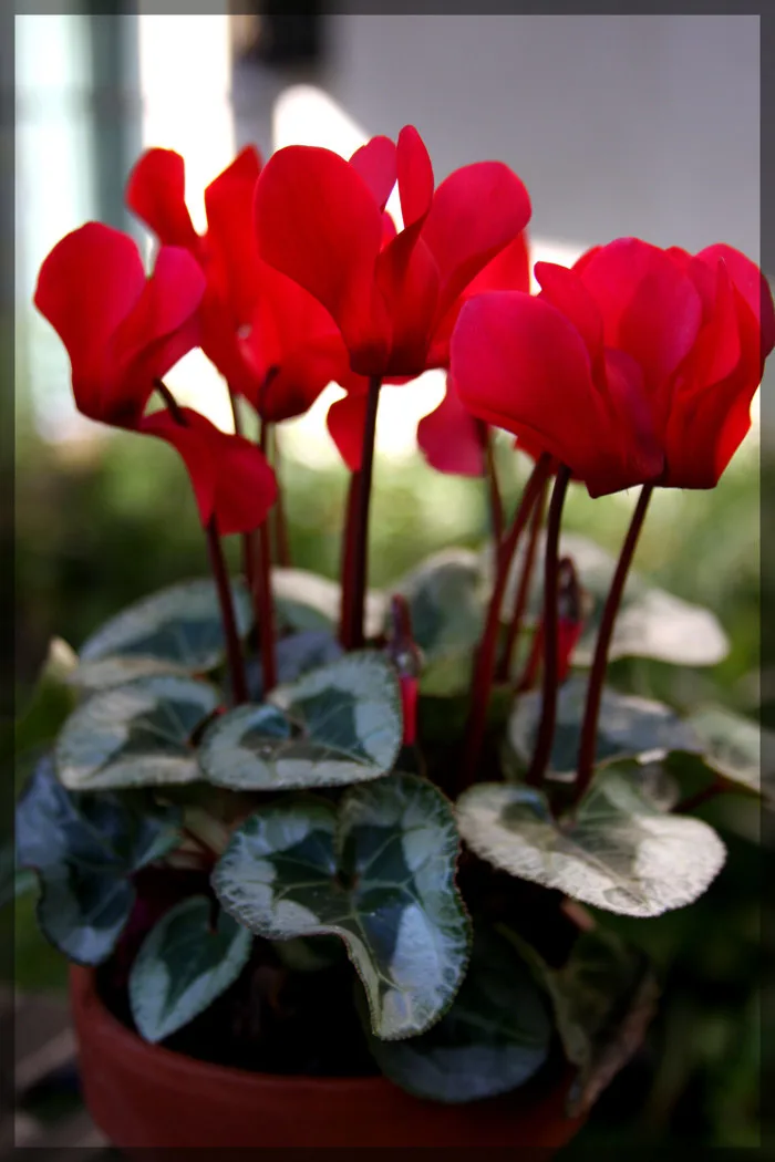 Ý nghĩa hoa anh thảo - Cửa hàng hoa tươi May Flower