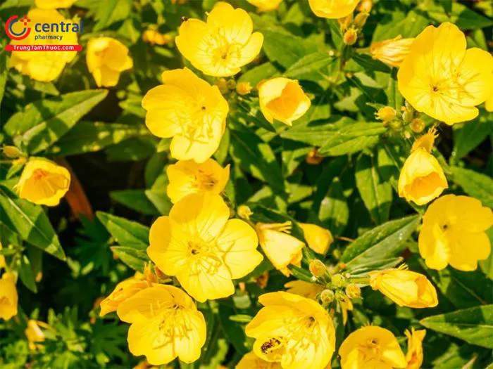 Cây Hoa anh thảo (Oenothera biennis L.) - Chống lão hóa, chăm sóc sức khỏe  và sắc đẹp