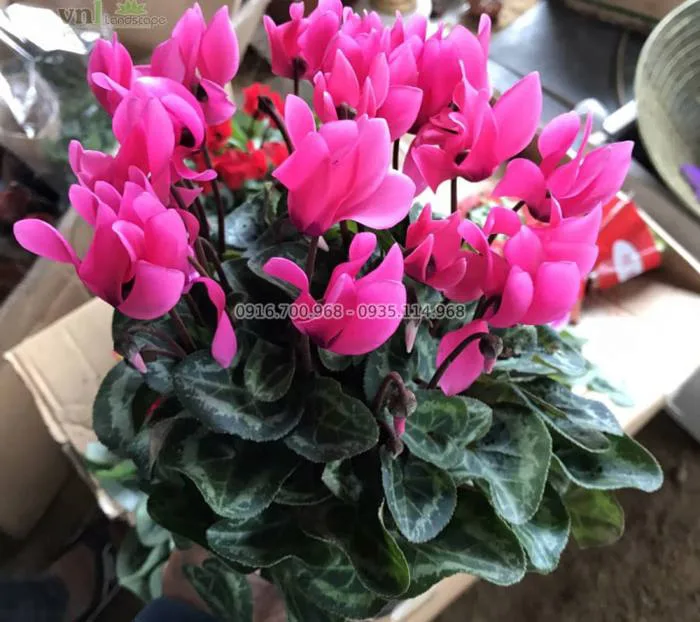 Cây Hoa Anh Thảo – Vẻ Đẹp Sắc Sảo Và Ý Nghĩa Tinh Tế