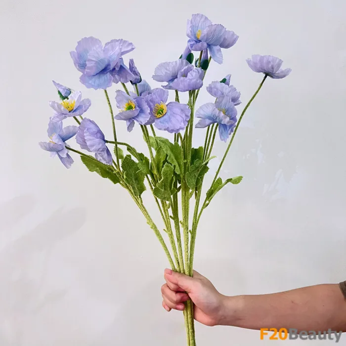 Hoa anh túc xanh tím