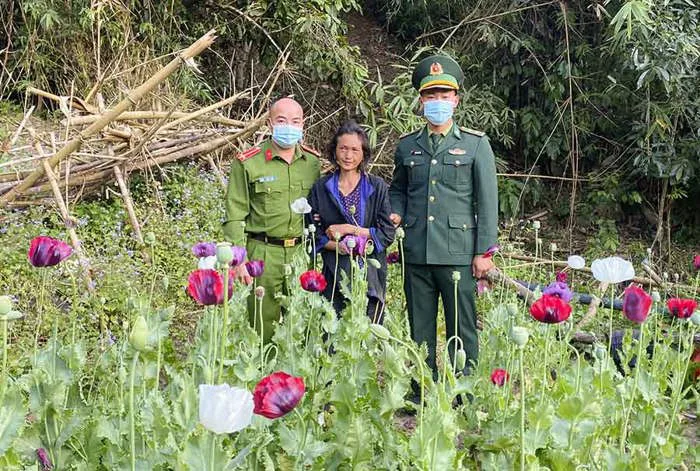 Điện Biên phát hiện 600 cây thuốc phiện đang thời kỳ ra hoa