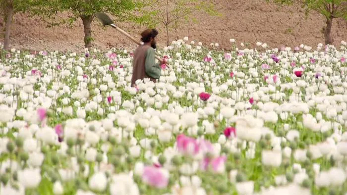 Cánh đồng hoa anh túc vẫn nở rộ ở Afghanistan