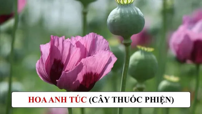 Cây hoa anh túc là gì? Hoa anh túc có bị cấm không?