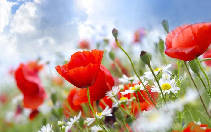 Tiết lộ ý nghĩa tranh thêu hoa Poppy – Hoa Anh Túc