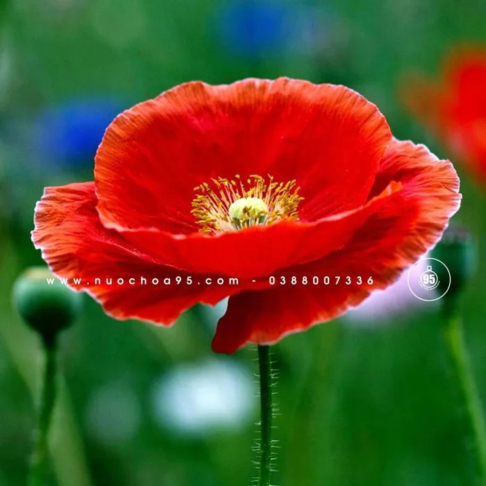 Hoa anh túc đỏ
