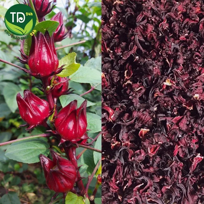 Hoa Atiso đỏ khô | Farm 24h