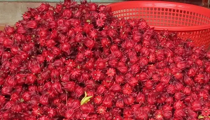 Những công dụng tuyệt vời của hoa atiso đỏ đối với sức khỏe - Báo Khánh Hòa  điện tử