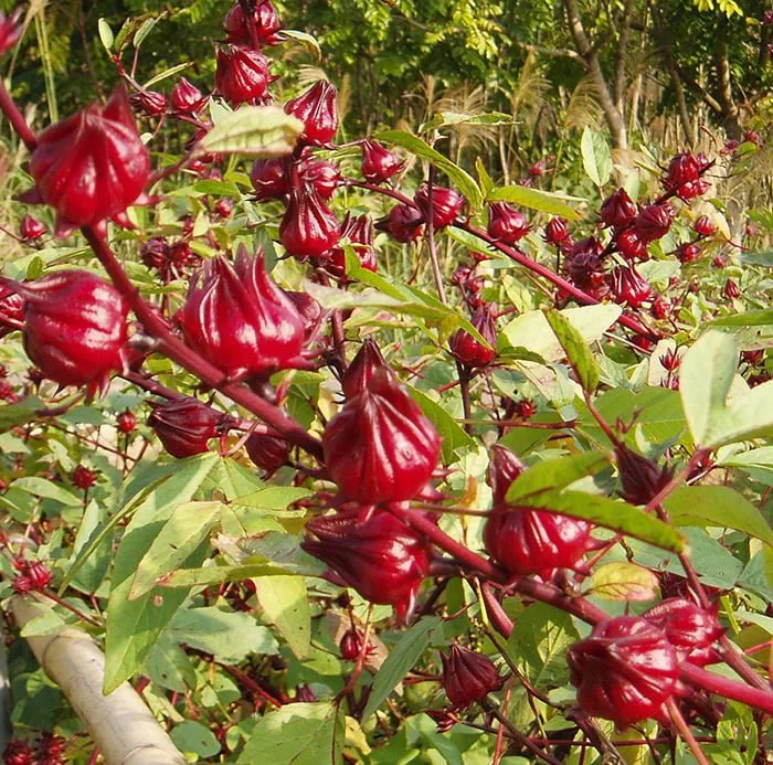 TRÀ HOA ATISO ĐỎ HŨ 25G - HƯƠNG SEN VIỆT - Sản phẩm đặc biệt