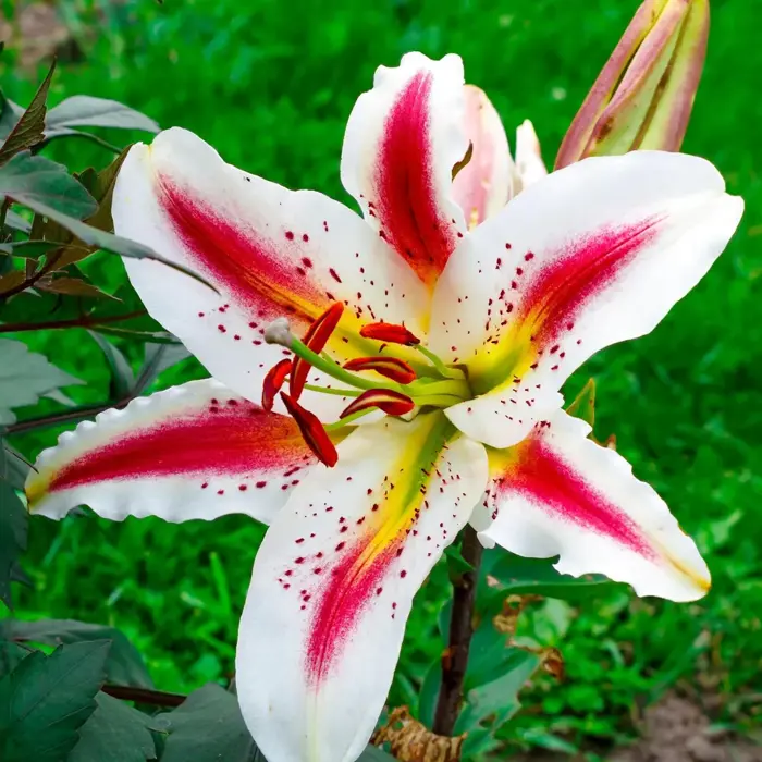 hoa-bach-hop-1