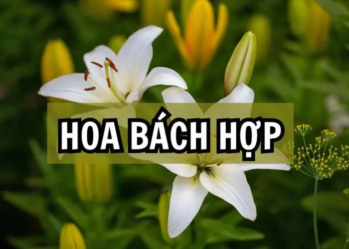 Hoa bách hợp: Ý nghĩa phong thủy, nguồn gốc, cách trồng và ứng dụng