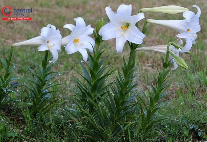 Cây hoa Bách Hợp (Tỏi Trời, Tỏi Rừng - Lilium brownii F.E. Brown ex Mill.  var. viridulum Baker) trị sốt