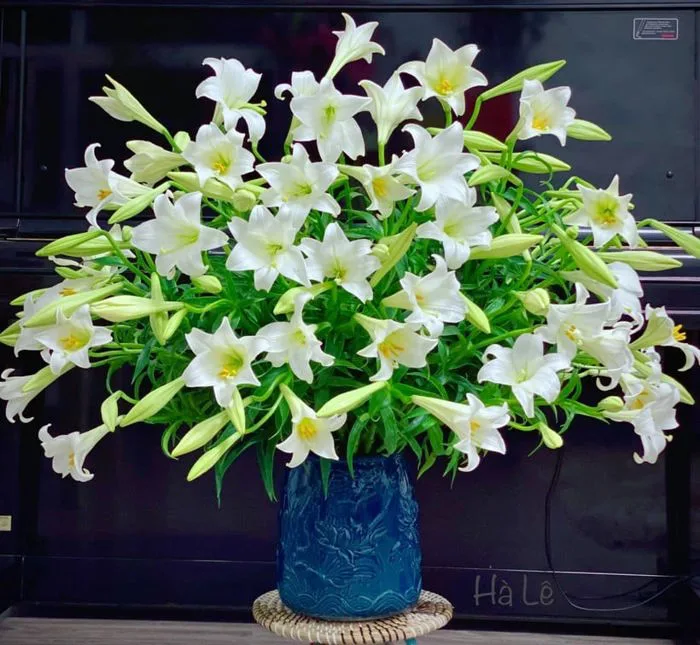 củ giống hoa loa kèn trắng (hoa bách hợp) - Công Ty TNHH Trúc Vũ Farm