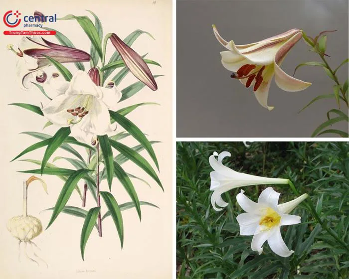 Cây hoa Bách Hợp (Tỏi Trời, Tỏi Rừng - Lilium brownii F.E. Brown ex Mill.  var. viridulum Baker) trị sốt