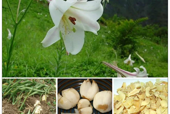 Củ hoa bách hợp - dược liệu quý trong điều trị ho lao, ho ra máu