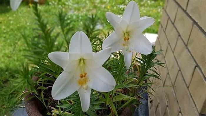 Hoa bách hợp: Những tác dụng ít biết của loài hoa đẹp, ý nghĩa