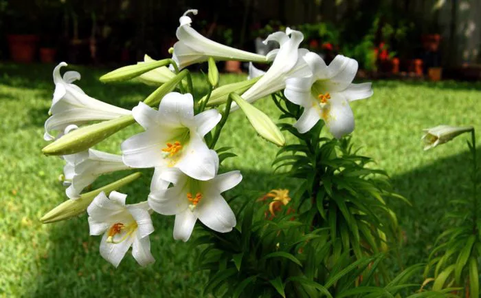 hoa bách hợp Tiếng Anh là gì