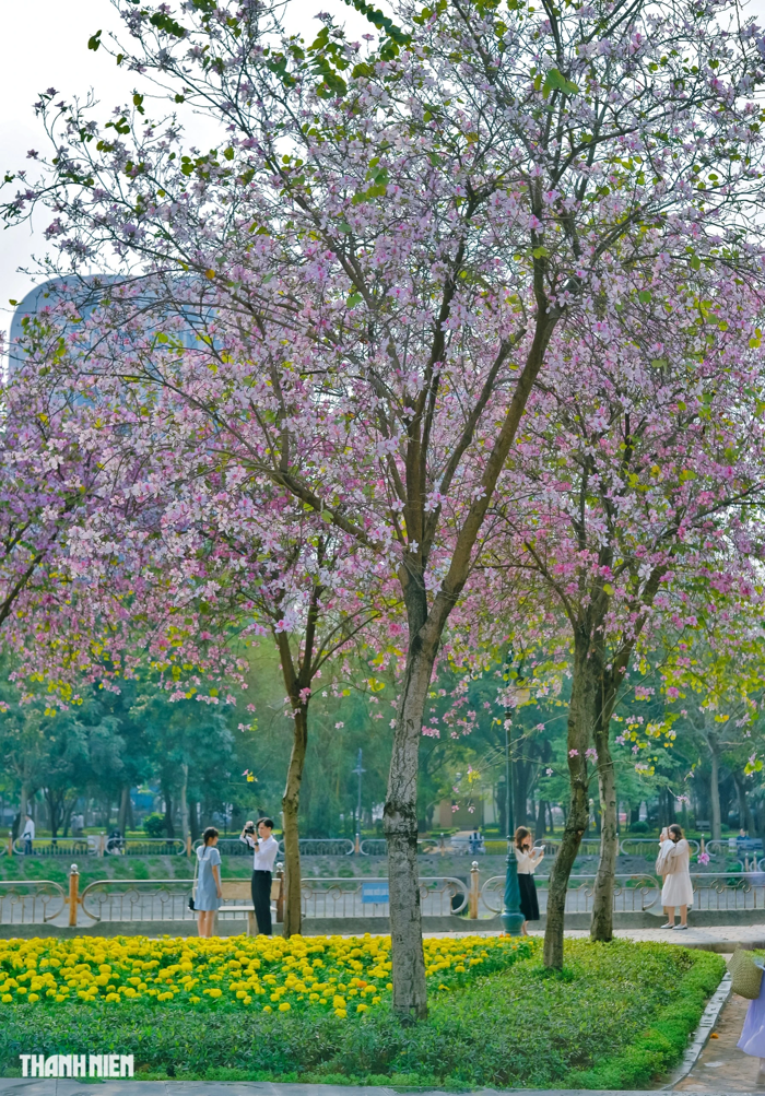 Hoa ban nở rộ trên phố thủ đô