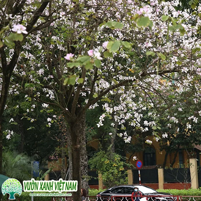 Cây hoa ban (Ban Tây Bắc) mua bán đủ kích thước lớn