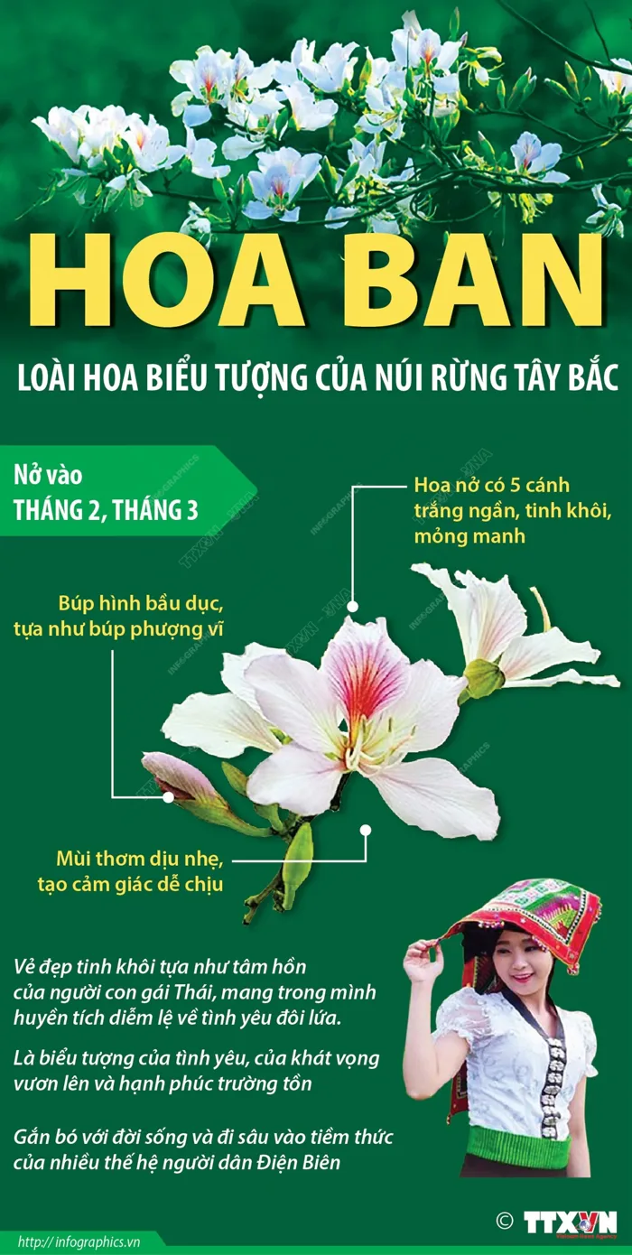 Hoa ban - loài hoa biểu tượng của núi rừng Tây Bắc