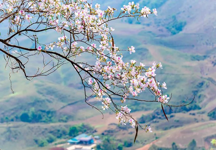 Mùa hoa ban ở Tây Bắc