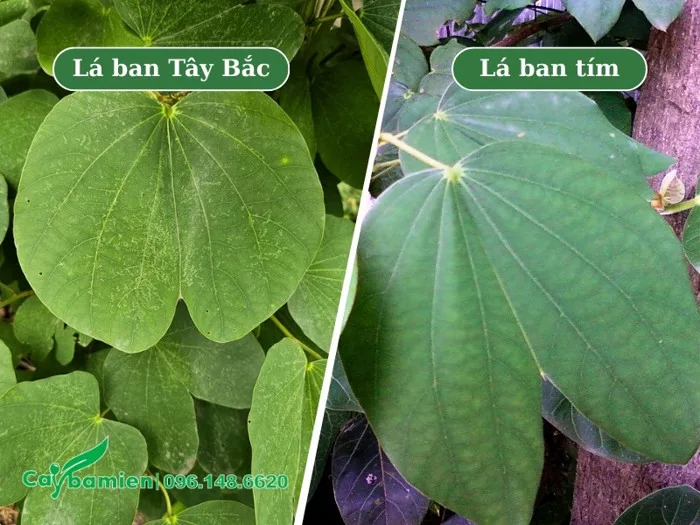 Cây hoa ban có mấy loại? Cách nhân biết và phân biệt