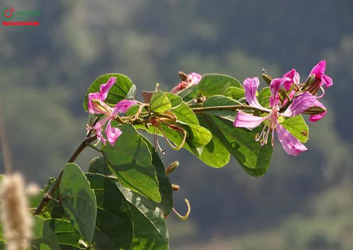 Cây Hoa Ban (Ban Tây Bắc, Móng Bò - Bauhinia Variegata L.) - chữa tiêu chảy