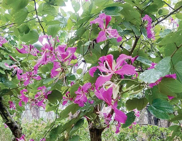 hoa ban đỏ tây bắc - Công Ty TNHH Trúc Vũ Farm