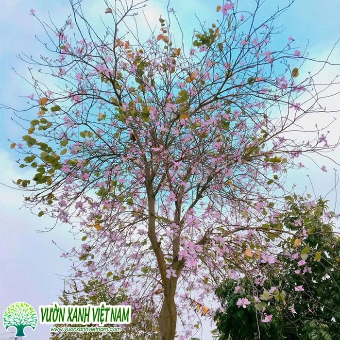 Cây hoa ban (Ban Tây Bắc) mua bán đủ kích thước lớn