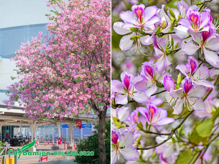 Cây hoa ban có mấy loại? Cách nhân biết và phân biệt