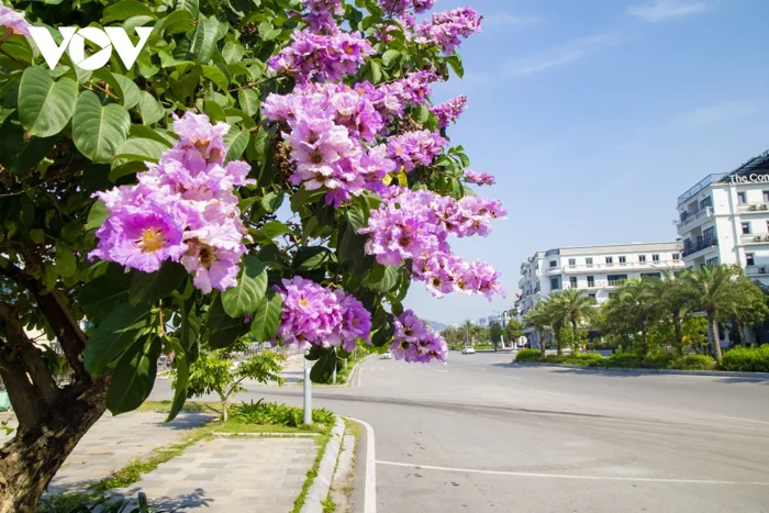 Hoa bằng lăng có ăn được?