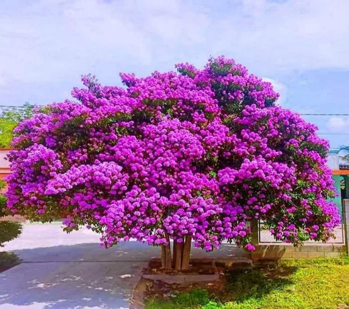 CÂY HOA BẰNG LĂNG TÍM ĐẸP NHẤT BÌNH THUẬN ĐỐN TIM DU KHÁCH