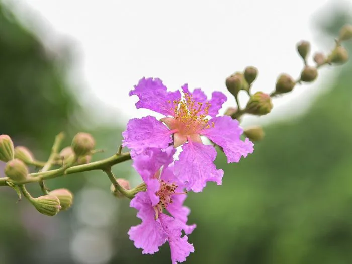 Hoa bằng lăng - màu tím thủy chung qua từng mùa hạ