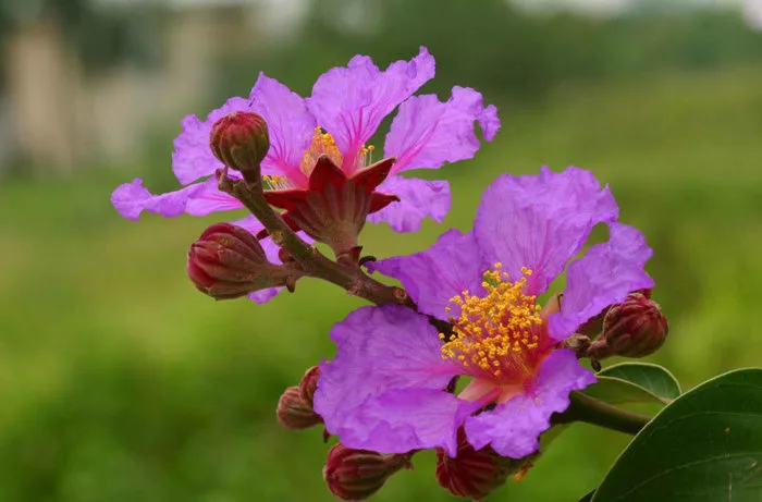 Hoa Bằng Lăng - Phật giáo A Lưới
