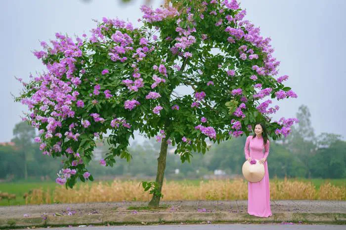 Con đường rợp sắc bằng lăng bên đồng lúa ít người biết ở Hà Nội