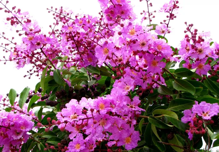 Bằng lăng tím - Báo Cao Bằng điện tử