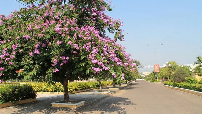 Hoa bằng lăng là hoa gì? Hoa bằng lăng nở vào mùa nào?