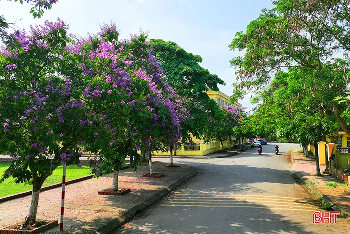 Bằng lăng tô tím nhiều tuyến đường quê hương Đại Thi hào Nguyễn Du